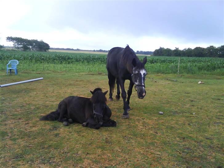 Shetlænder Dixie billede 7