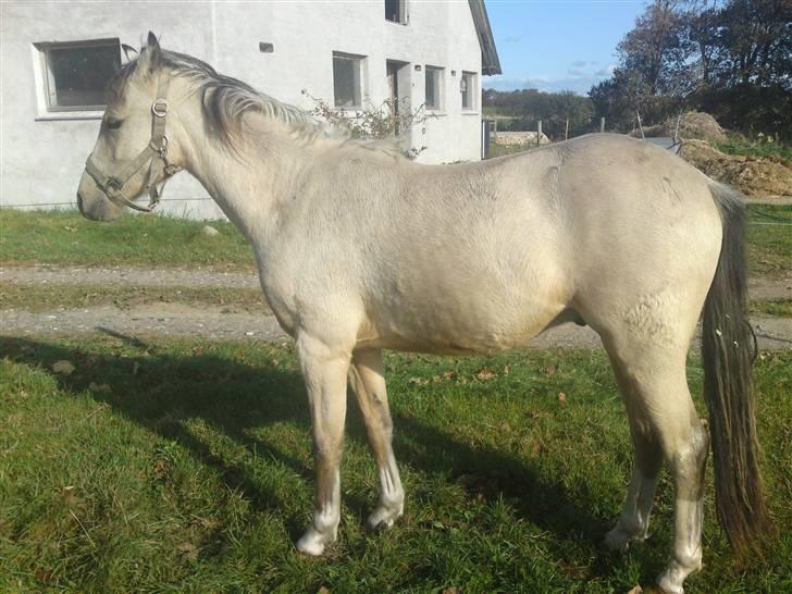 Anden særlig race Mister Surprice ( Solgt) - Oktober 2009, 1 år og 8 mdr. billede 3