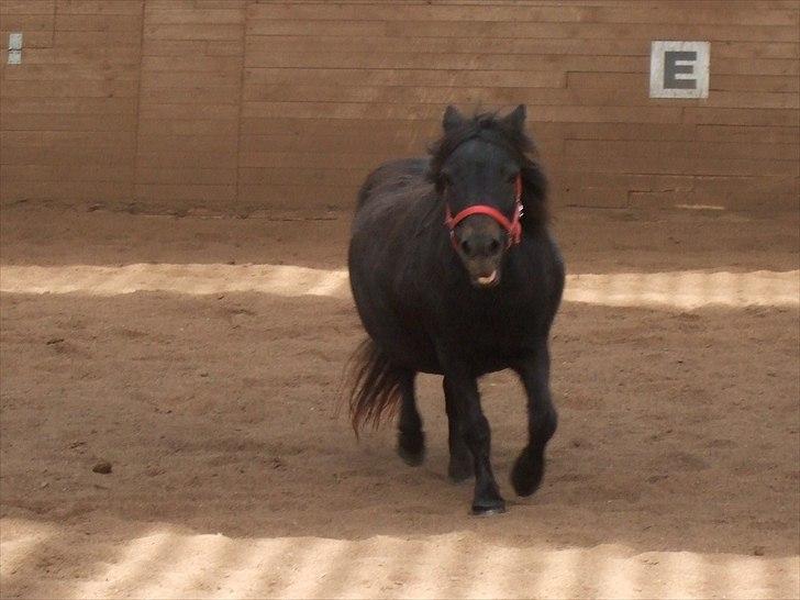 Shetlænder Tulle - Rigtige damer multitasker! Løber OG rækker tunge ;) billede 15