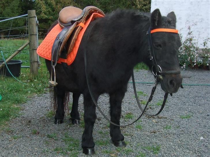 Shetlænder Tulle - Orange Tulle klar til en ridetur, pandebåndet er hjemmelavet :D billede 16