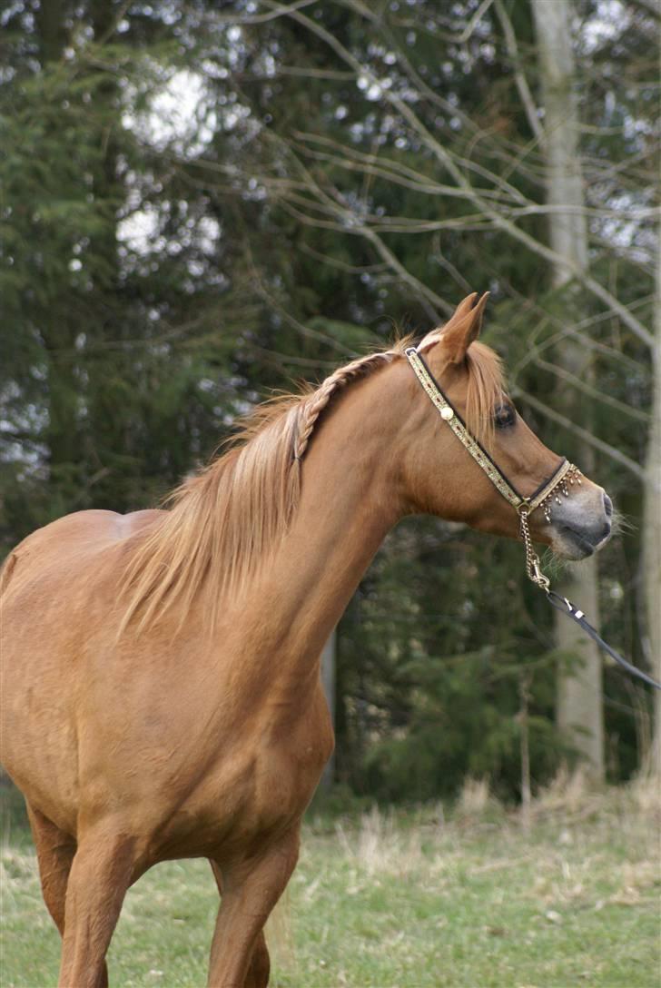 Arabisk fuldblod (OX) Bint Walewska billede 12