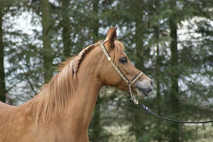 Arabisk fuldblod (OX) Bint Walewska billede 13