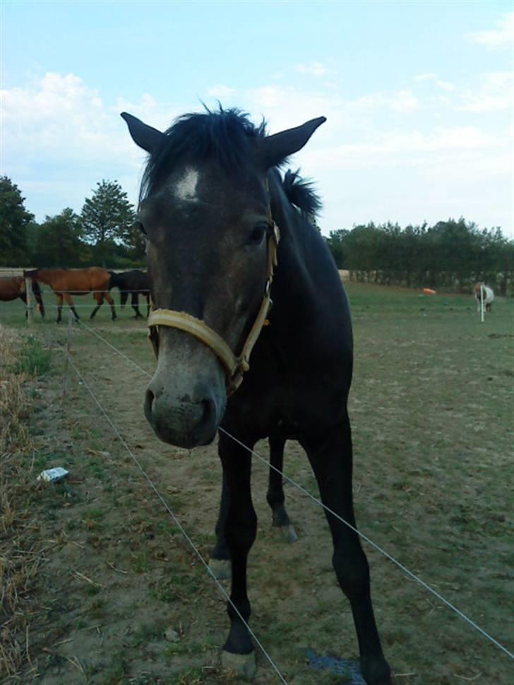 Trakehner Edelstern*solgt* billede 16