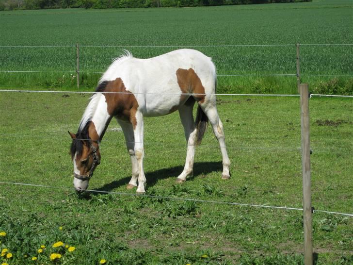 Pinto Jasmin billede 1