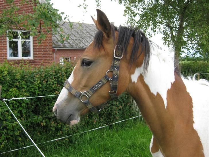 Pinto Jasmin billede 11