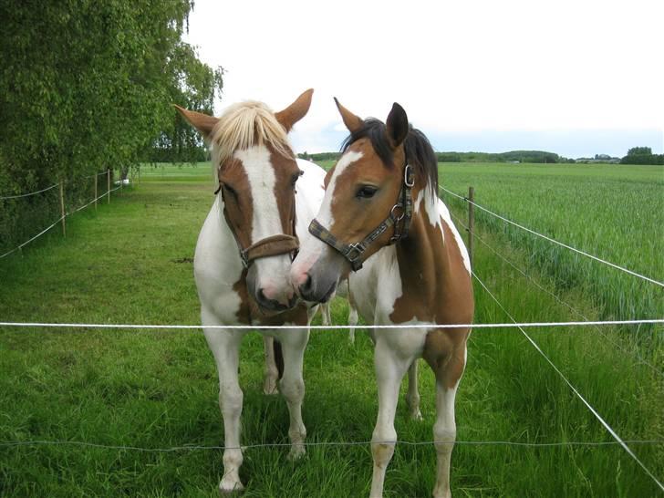 Pinto Jasmin - Pandora og Jasmin billede 12