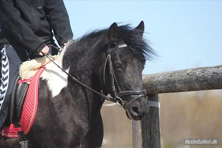 Pinto Mon Ami. - 7) Forår 2011. billede 8