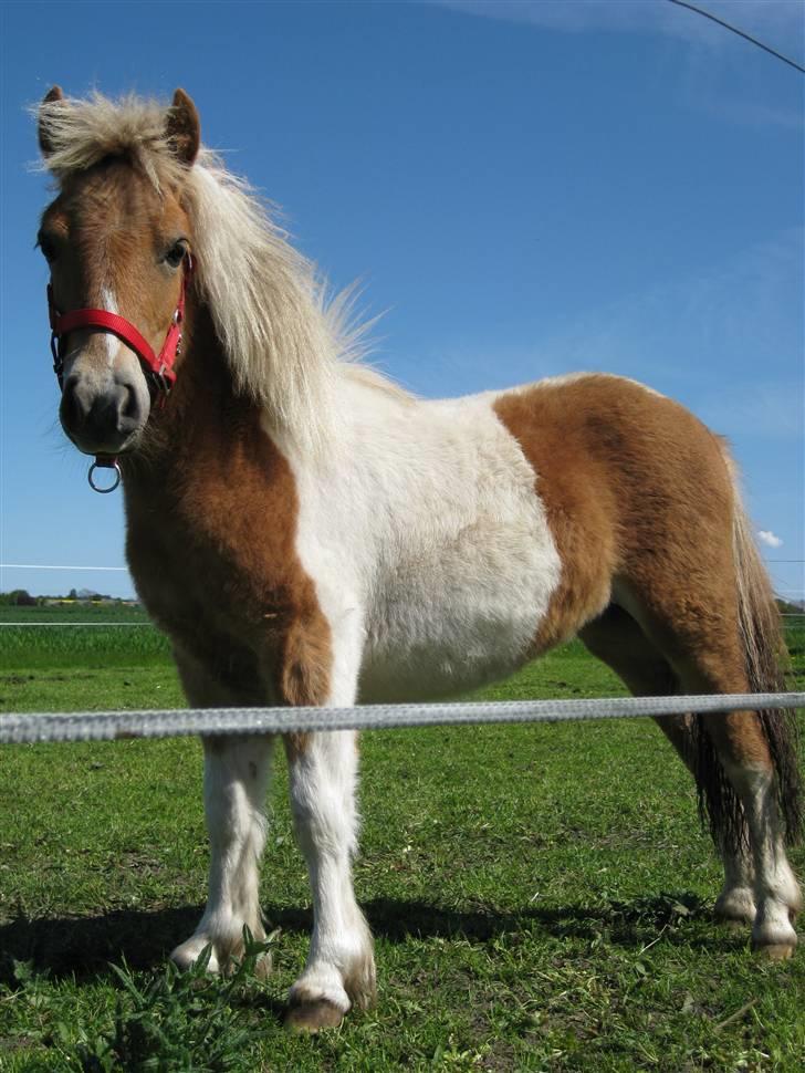 Shetlænder Julie billede 2