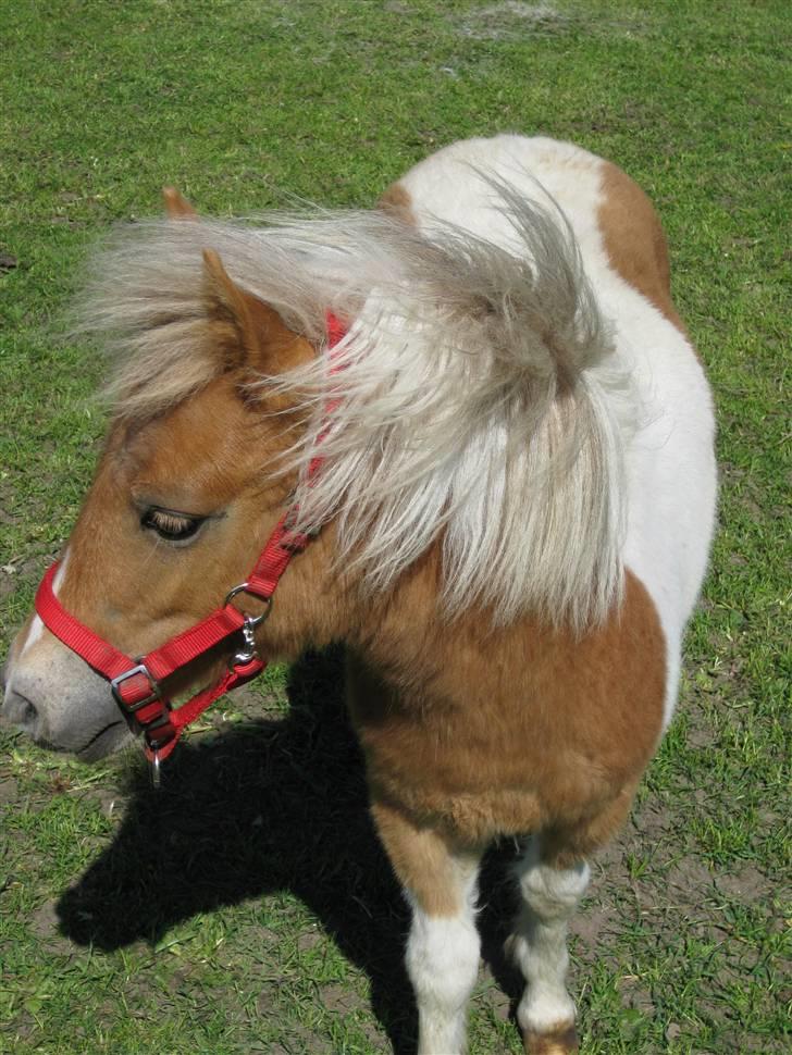 Shetlænder Julie billede 3