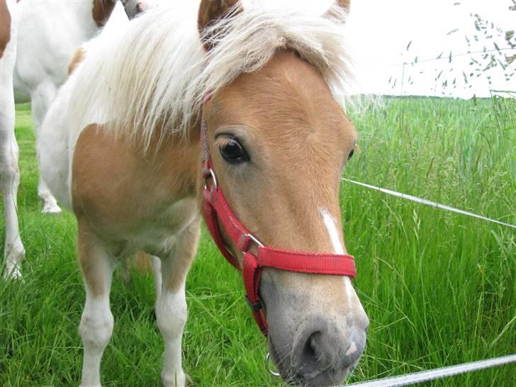 Shetlænder Julie billede 4