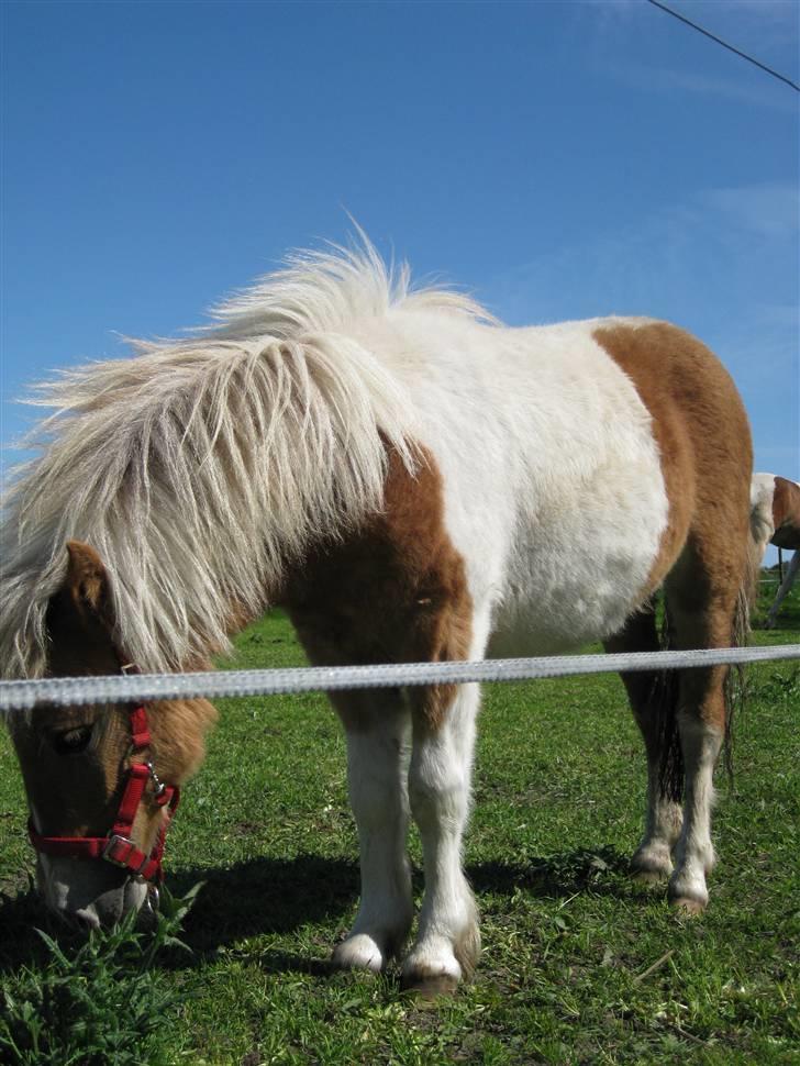 Shetlænder Julie billede 5