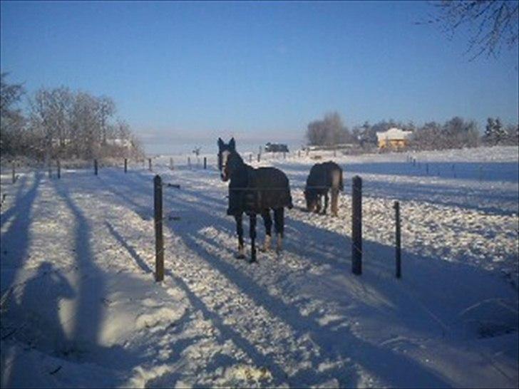 DSP Feminin - snooow!2010 billede 18