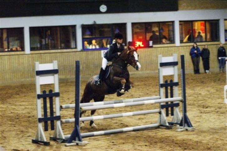 Welsh Cob (sec D) | Brynithon Brenhinol Magic - første stævne, ULB, i Hjørring.. billede 2