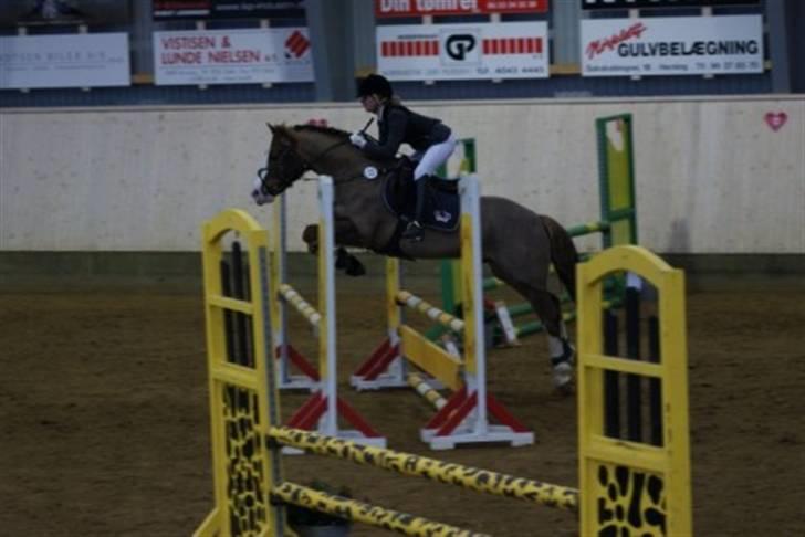 Welsh Cob (sec D) | Brynithon Brenhinol Magic - første LA.. 4 fejl!! billede 3