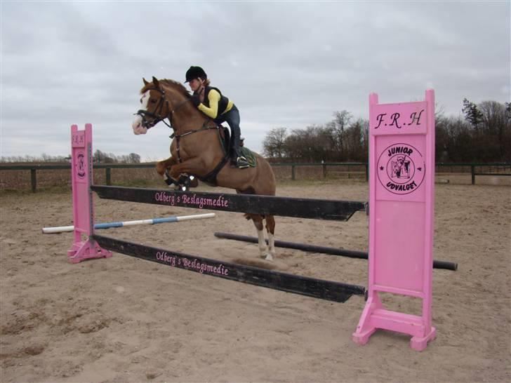 Welsh Cob (sec D) | Brynithon Brenhinol Magic - undervisnig.. (: billede 4