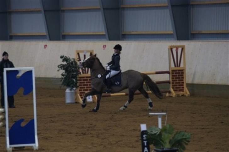 Welsh Cob (sec D) | Brynithon Brenhinol Magic - Herning!! billede 6