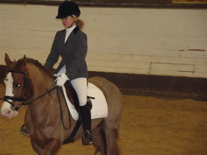 Welsh Cob (sec D) | Brynithon Brenhinol Magic - haha, dressur LC1.. xD billede 9