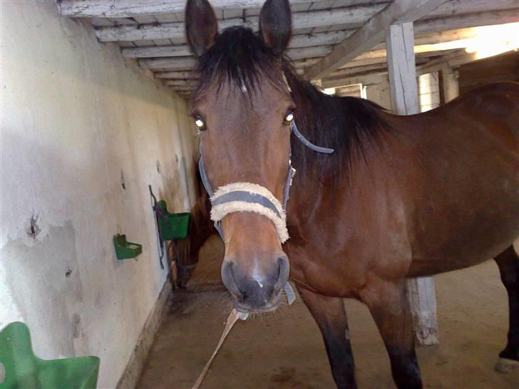 Traver *Christella* <3 billede 11