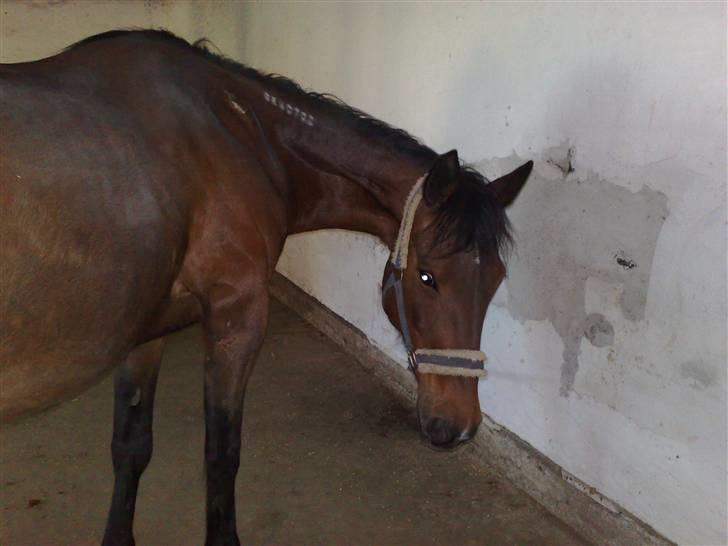 Traver *Christella* <3 billede 12