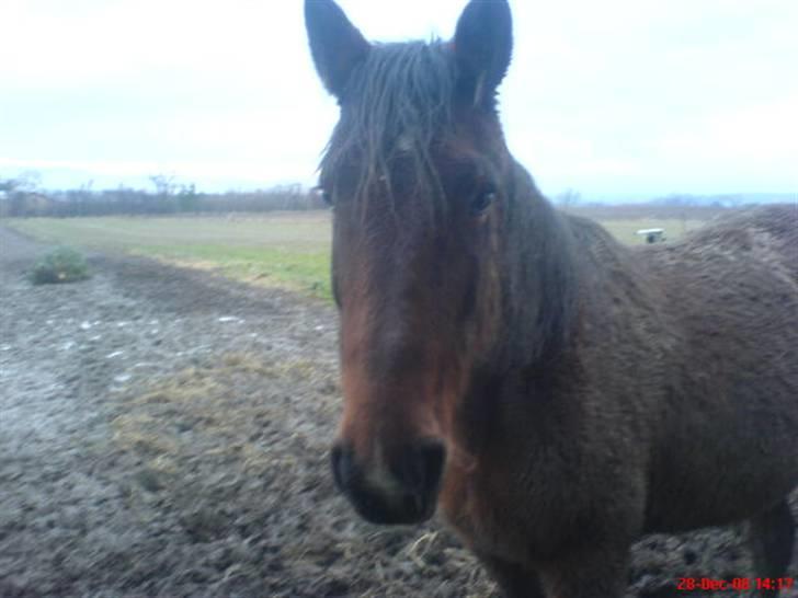 Traver *Christella* <3 billede 13