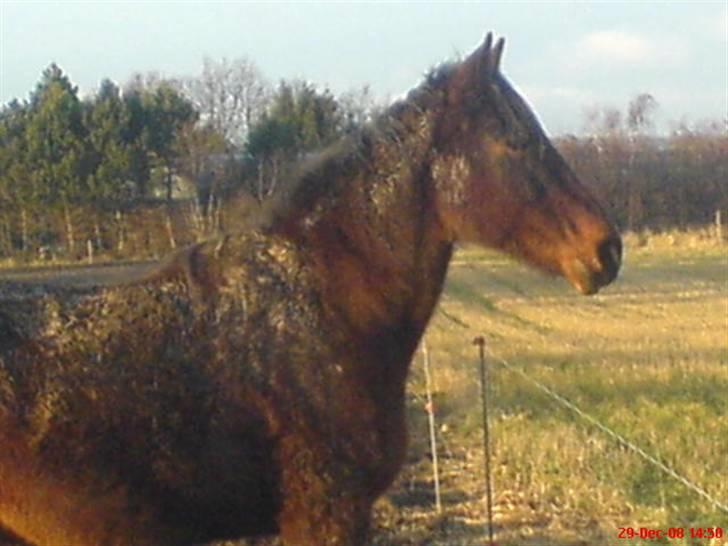 Traver *Christella* <3 - Totalt mudder hest men hun er stadig flot billede 14