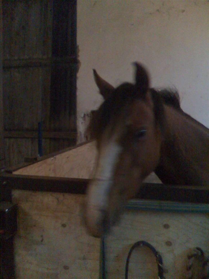 Welsh Pony (sec B) pretty R.I.P. billede 18