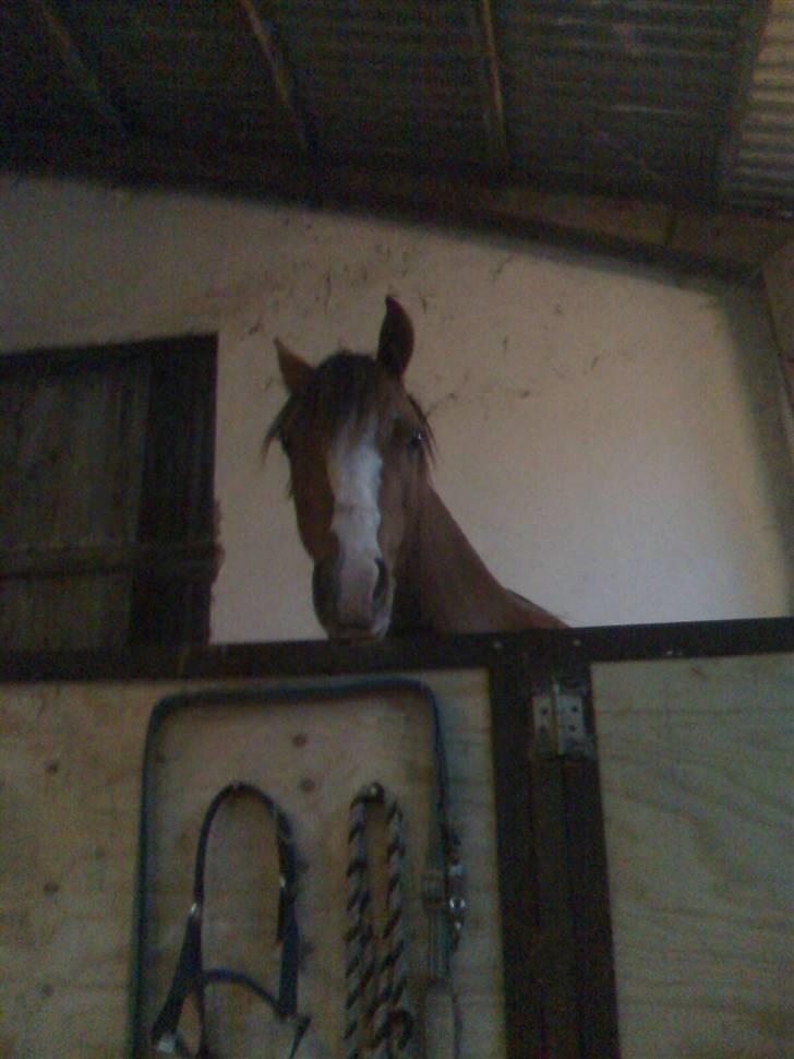 Welsh Pony (sec B) pretty R.I.P. billede 19