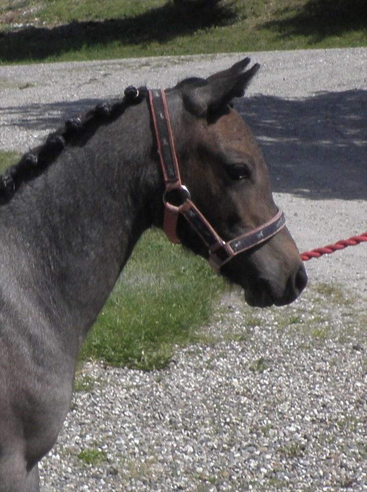 Welsh Mountain (sec A) Cerét billede 1