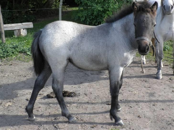 Welsh Mountain (sec A) Cerét - 1/2 år gammel<3 billede 2