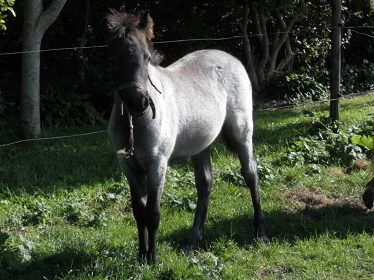 Welsh Mountain (sec A) Cerét - 1/2 år gammel<3 billede 3