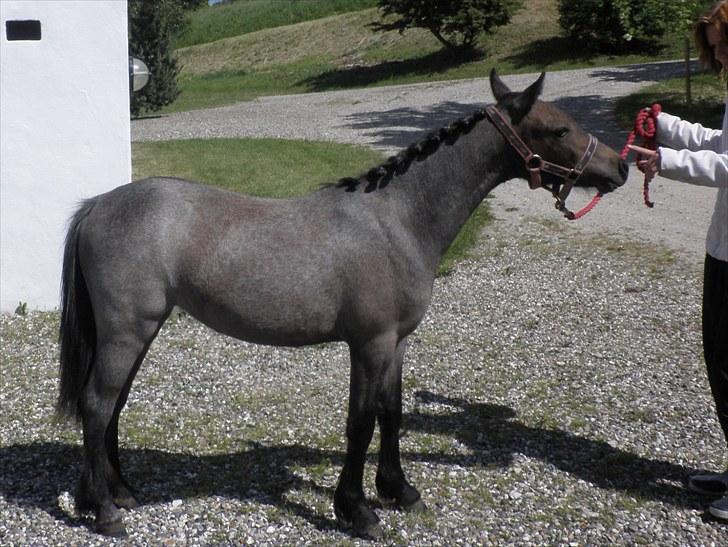 Welsh Mountain (sec A) Cerét billede 4