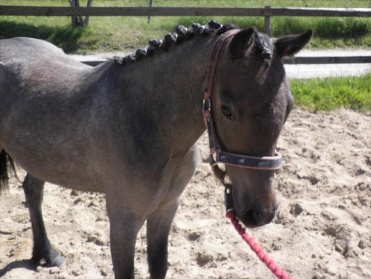 Welsh Mountain (sec A) Cerét billede 5