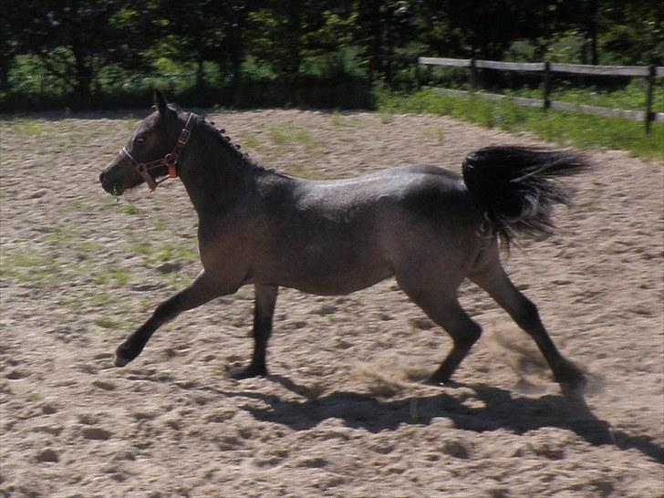 Welsh Mountain (sec A) Cerét billede 6