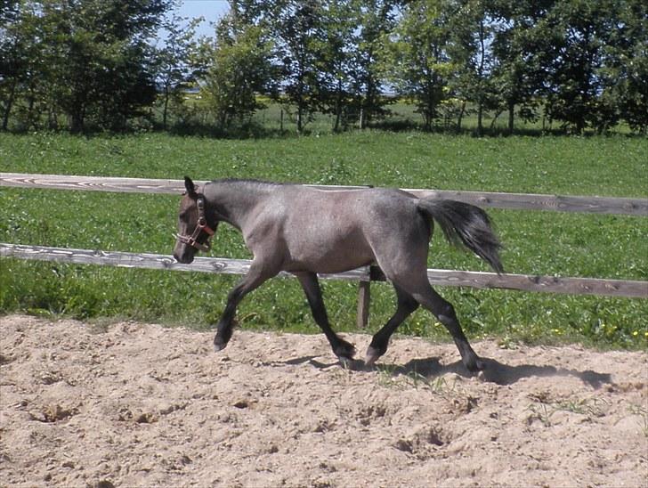 Welsh Mountain (sec A) Cerét billede 7