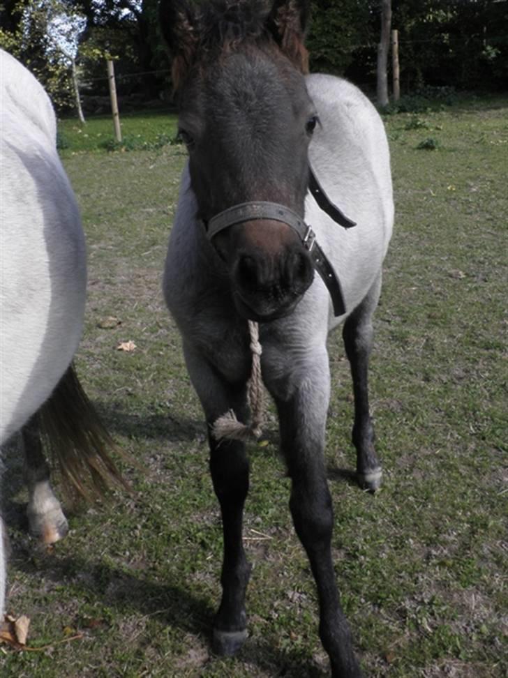 Welsh Mountain (sec A) Cerét - Da vi lige havde købt hende :) billede 8