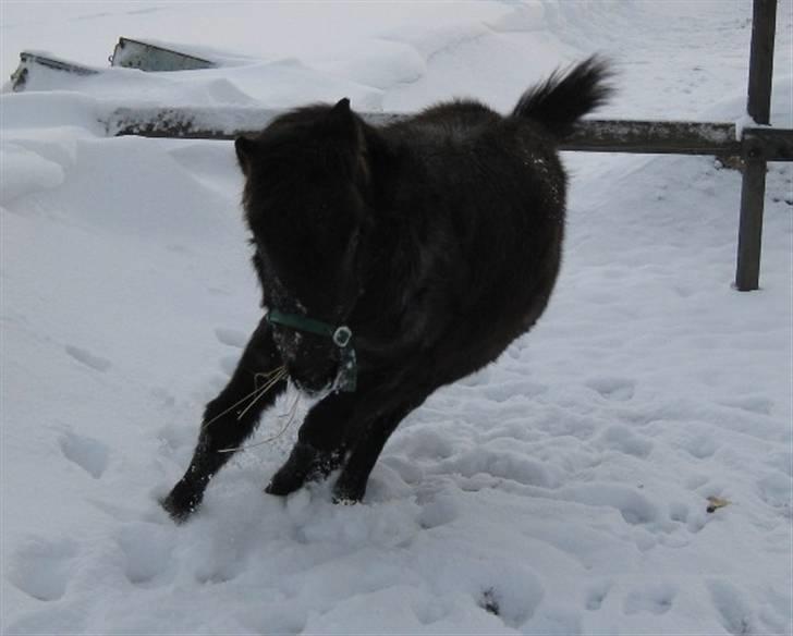 Welsh Mountain (sec A) Cerét - Sne for første gang i hendes liv.  billede 9
