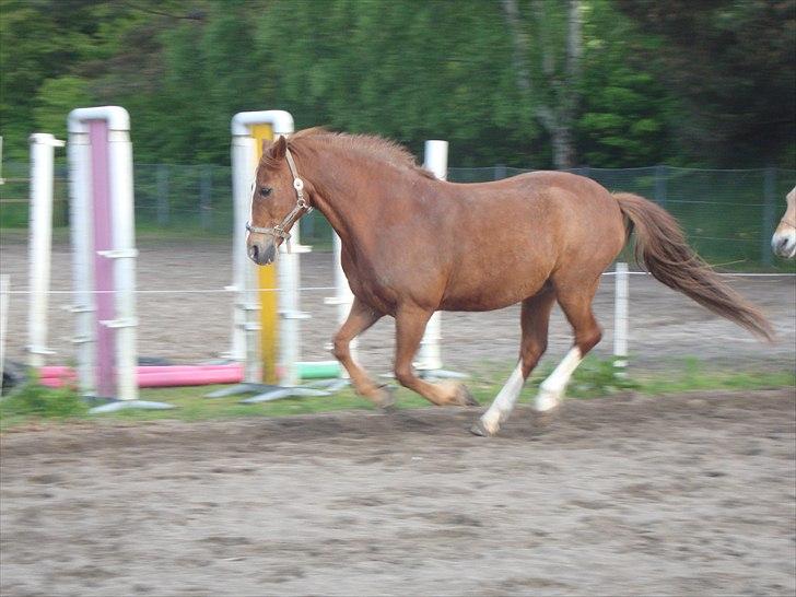 Anden særlig race WhiteSocks - Løs på banen<3 billede 2