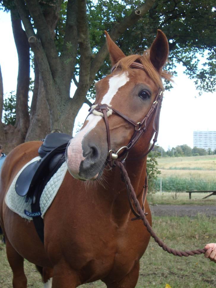 Anden særlig race WhiteSocks - Til ponyTræk <33 billede 3