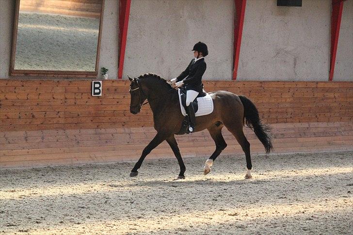 Dansk Varmblod Louies B billede 1