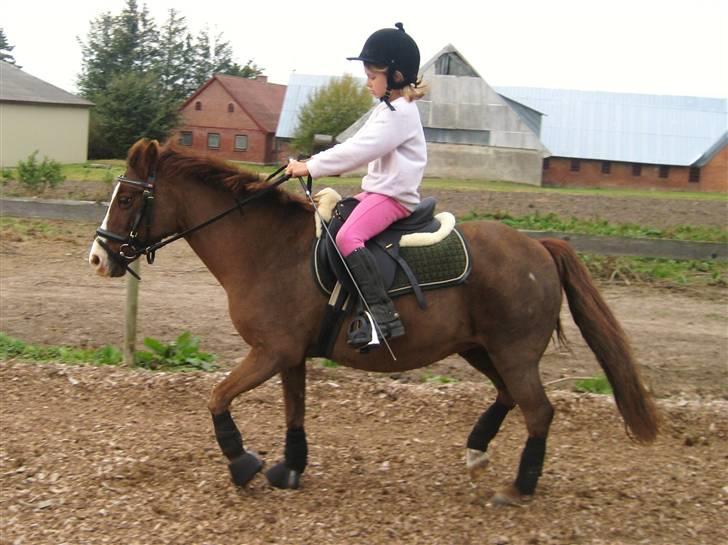 Anden særlig race Miss Molly  billede 11