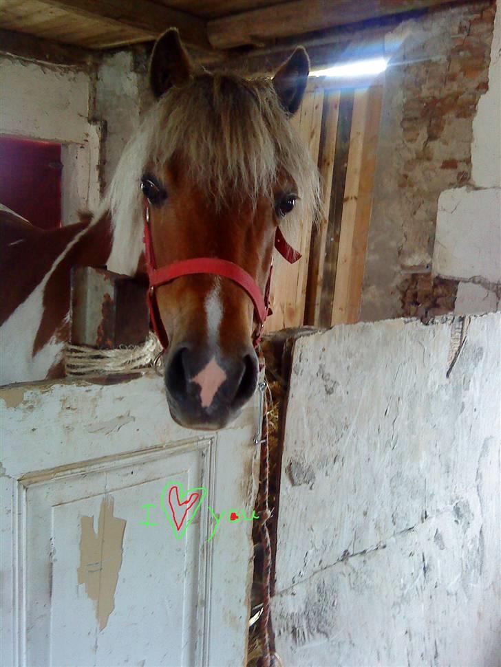 Anden særlig race Freja <3 - inde i den dejlige stald xD billede 1