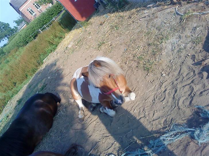 Anden særlig race Freja <3 - freja har lige sovet : ) billede 2