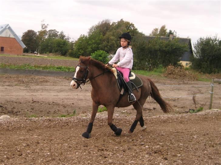 Anden særlig race Miss Molly  billede 12
