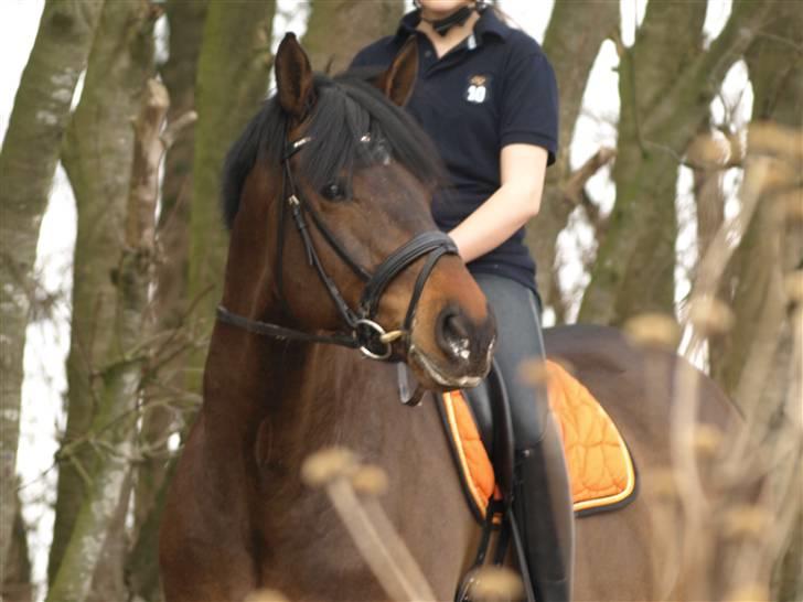 Dansk Varmblod Louies B billede 2