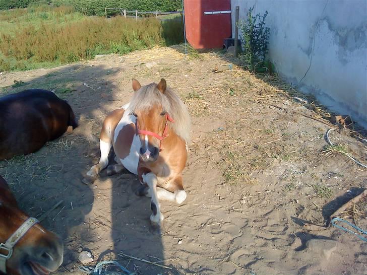 Anden særlig race Freja <3 - Godmorgen freja ! billede 3