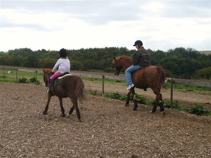 Anden særlig race Miss Molly  billede 13