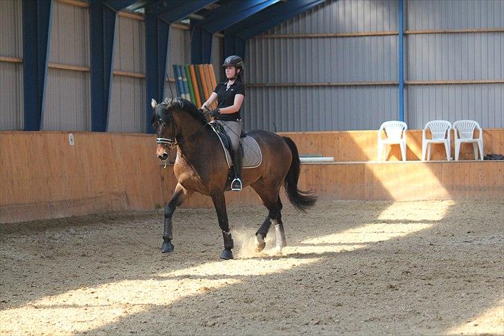 Dansk Varmblod Louies B billede 3