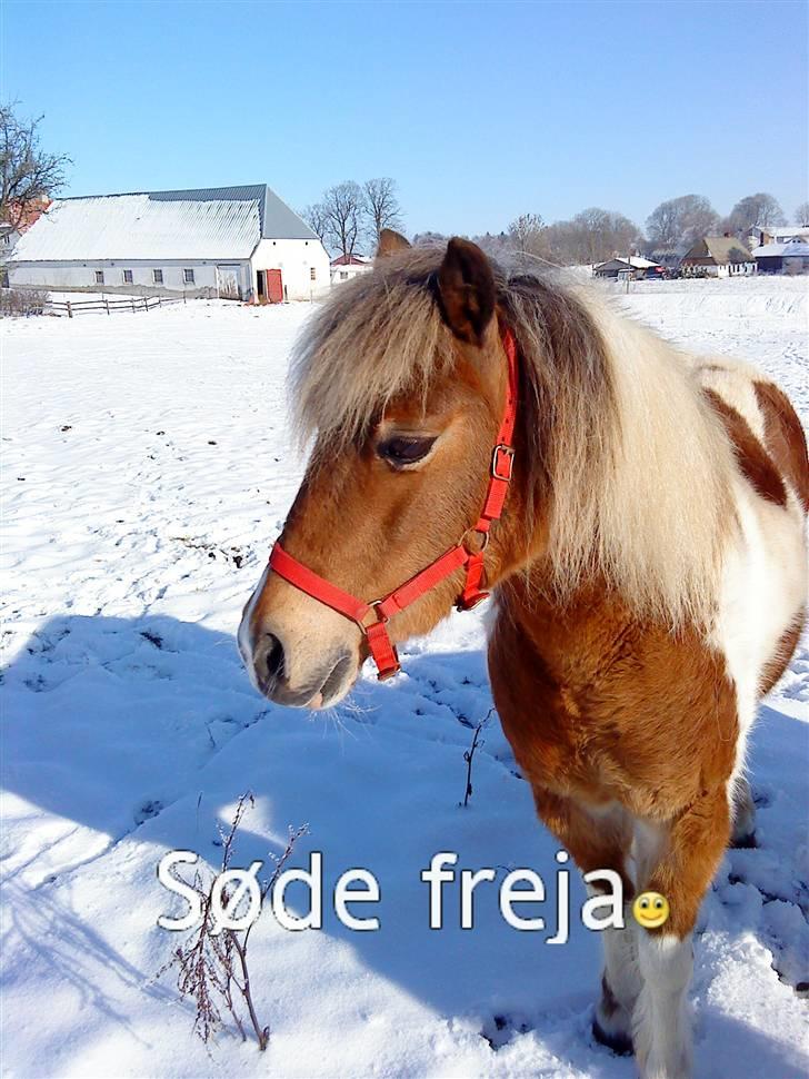 Anden særlig race Freja <3 - Freja min skat <3 * billede 4