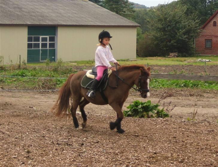 Anden særlig race Miss Molly  billede 14