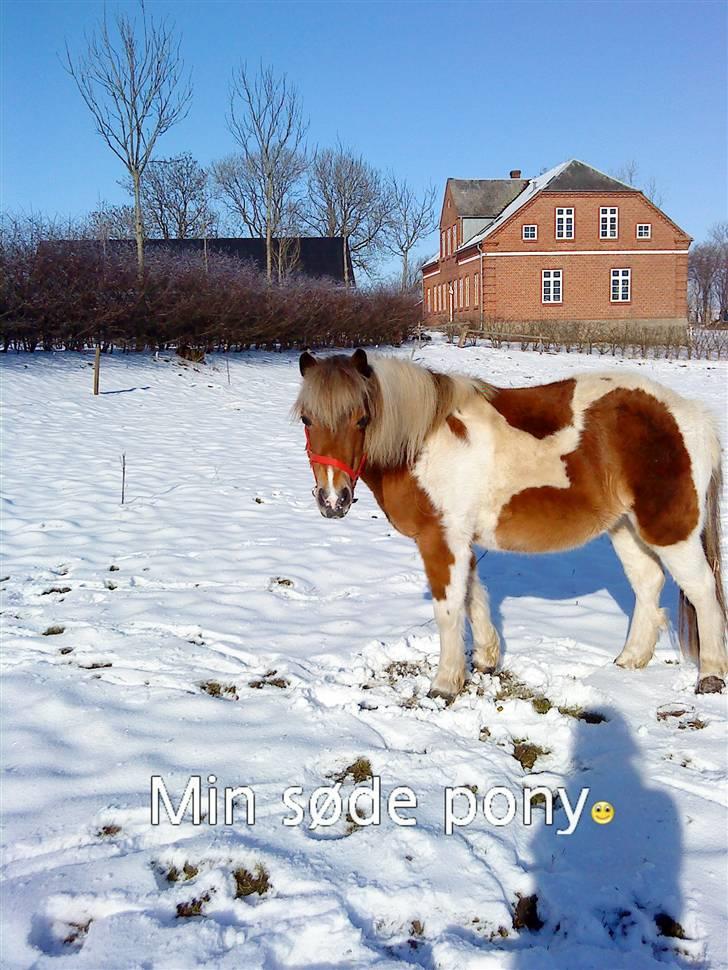 Anden særlig race Freja <3 - En dejlig gåtur i sneen <3 ** billede 5